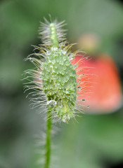 red poppy bud close-up