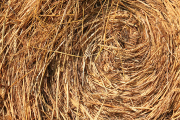 Hay and straw texture