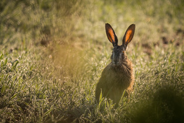 jackrabbit morning light