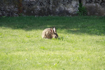 dem feldhasen schmeckt der löwenzahn im garten