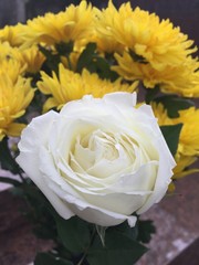 White Rose with Chrisantemus