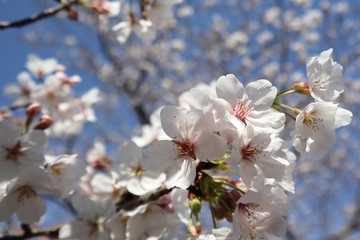 cherry blossom in Japan