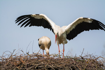 White Storks in nest
