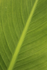 Leaf Canna 