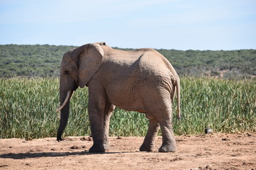 Fototapeta premium A beautiful grey big elephant in Addo Elephant Park in Colchester, South Africa