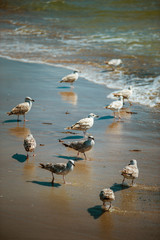 Close up seagulls walking on the sea shore near the water. Sunny day. Baltic sea in Ystad, Southern Sweden.
