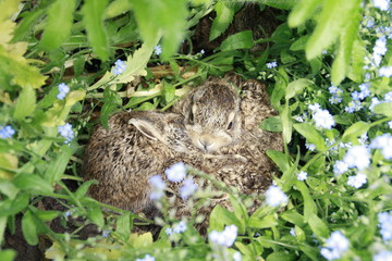 hasenbabys im garten in ihrer höhle