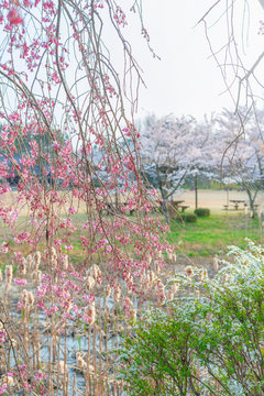 公園の春景色
