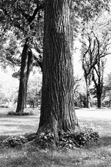 Tree trunk center black and white central park