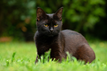black cat