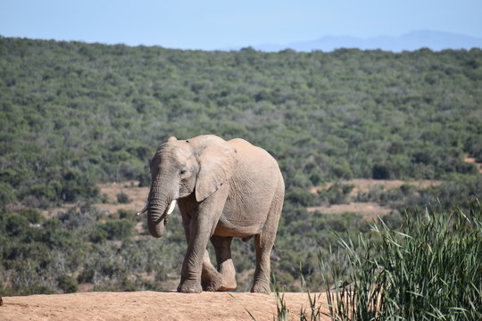 A beautiful grey big elephant in Addo Elephant Park in Colchester, South Africa