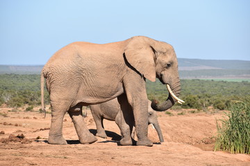 Fototapeta na wymiar A beautiful grey big elephant in Addo Elephant Park in Colchester, South Africa
