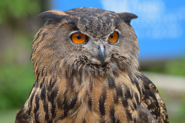 Eurasian eagle owl