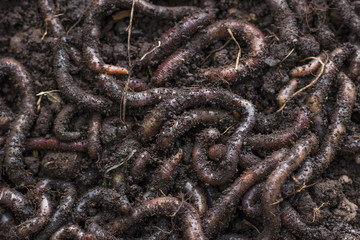 Earthworm, close-up. Background, texture