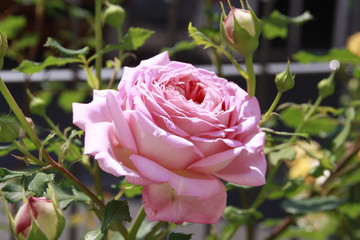 aufgeblühte rosa rose