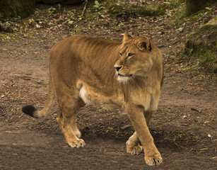 Restless lioness (Panthera) in wait