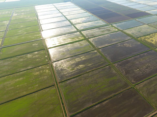 The rice fields are flooded with water. Flooded rice paddies. Agronomic methods of growing rice in the fields.