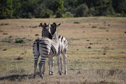 A beautiful zebra couple on a meadow in South Africa
