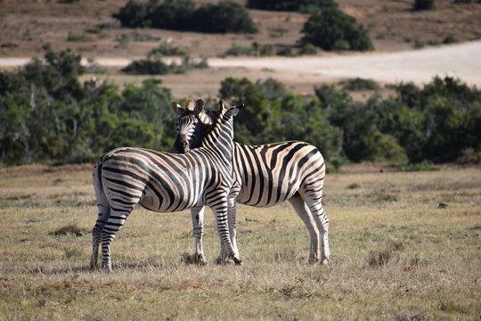 A beautiful zebra couple on a meadow in South Africa