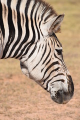 Fototapeta na wymiar Portrait of a zebra in Addo Elephant Park in Colchester, South Africa