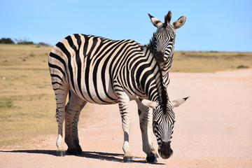 Fototapeta na wymiar Two beautiful zebras on a street in South Africa
