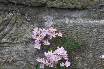kleine rosa blüten vor der mauer