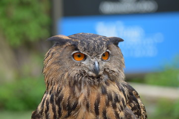 Eurasian eagle owl