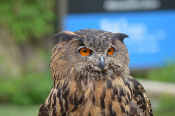 Eurasian eagle owl