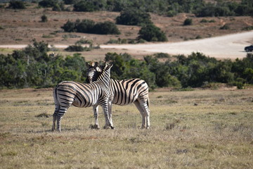 Fototapeta na wymiar A beautiful zebra couple on a meadow in South Africa
