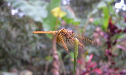 Dragonfly