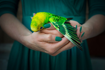 Dead budgerigar is held in the hands
