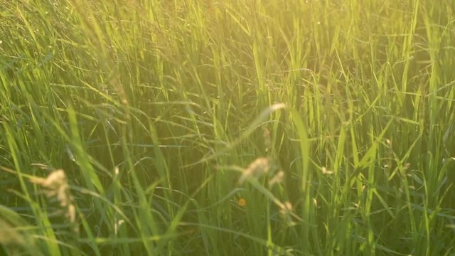 Native Midwest Prairie Grasses Sunset Slow Motion