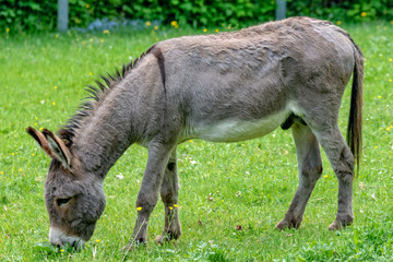 Naklejka na ściany i meble Donkey is in the meadow and eats