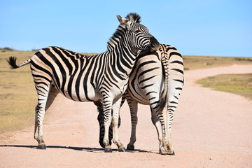 Fototapeta na wymiar Two beautiful zebras on a street in South Africa
