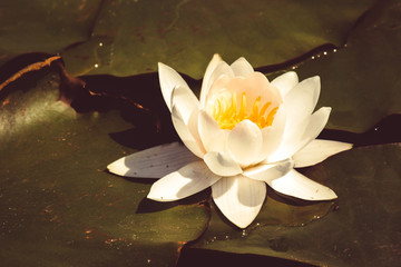 Нежная белая лилия растёт на реке