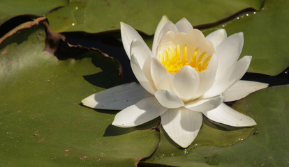 Нежная белая лилия растёт на реке