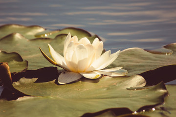 Нежная белая лилия растёт на реке