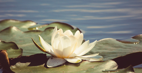 Нежная белая лилия растёт на реке