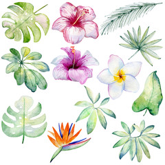 Fototapeta na wymiar Watercolor hand drawn tropical plants and flowers set.