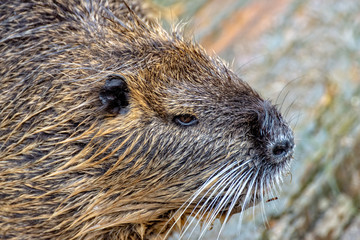 Nutria comes out of the water