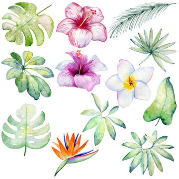 Watercolor hand drawn tropical plants and flowers set.