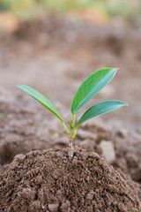 Young green plant growing in soil background. copy space