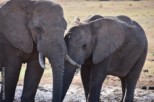 Closeup Of An Elephant Couple In Addo Elephant Park In