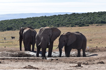 Fototapeta premium Closeup of an elephant family standing on a waterhole in Addo Elephant Park in Colchester, South Africa