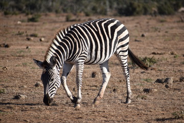 Obraz na płótnie Canvas A beautiful zebra on a meadow in Addo Elephant Park in Colchester, South Africa