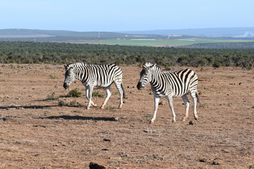 Fototapeta na wymiar Two beautiful zebras on a meadow in South Africa