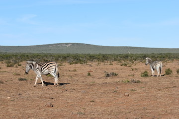 Obraz na płótnie Canvas A beautiful zebra on a meadow in Addo Elephant Park in Colchester, South Africa
