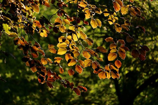 Evening sunbeams shine through the leaves of a copper beech, Fagus sylvatica purpurea
