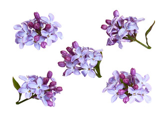 Fototapeta na wymiar Set of lilac flowers and buds
