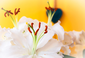 Fototapeta na wymiar Blue heart in background of a white lilies bouquet
